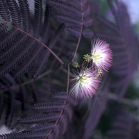 Silk tree - Albizia julibrissin