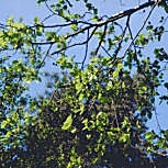 Italian alder - Corsican alder  -  Alnus cordata - Alnus cordifolia