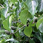 Italian alder - Corsican alder  -  Alnus cordata - Alnus cordifolia