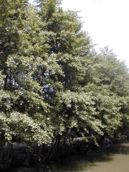 Black alder - Alnus glutinosa - alnus communis
