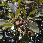 Black alder - Alnus glutinosa - alnus communis