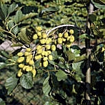 Black alder - Alnus glutinosa - alnus communis
