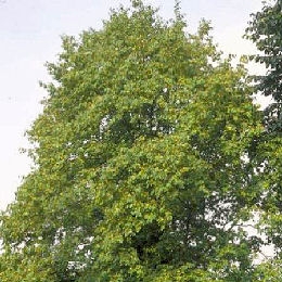 Grey alder - Alnus incana