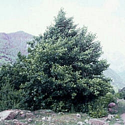 Red alder - Alnus rubra - alnus oregona