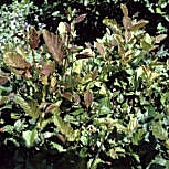 Red alder - Alnus rubra - alnus oregona