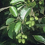 Red alder &nbsp;- Alnus rubra - alnus oregona