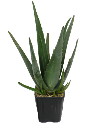 Aloe vera or Medicinal aloe - Aloe barbadensis or Aloe vulgaris