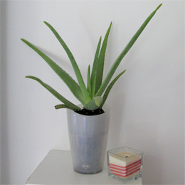 Aloe vera or Medicinal aloe - Aloe barbadensis or Aloe vulgaris