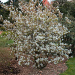 Canadian serviceberry - Shadbush serviceberry - Amelanchier canadensis