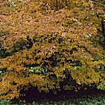 Canadian serviceberry - Shadbush serviceberry - Amelanchier canadensis