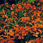 Canadian serviceberry - Shadbush serviceberry - Amelanchier canadensis