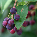 Canadian serviceberry - Shadbush serviceberry - Amelanchier canadensis