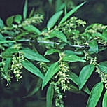False Indigo - Indigobush - Amorpha fruticosa - Amorpha pubescens