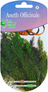 Dill - Anethum graveolens
