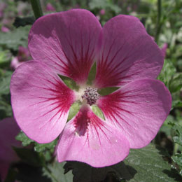 Anisodonthea capensis