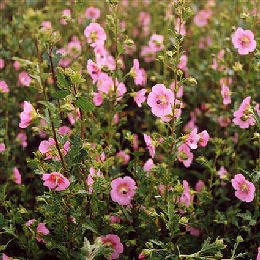Anisodonthea capensis