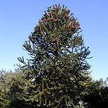 D�sespoir des singes, Araucaria araucana