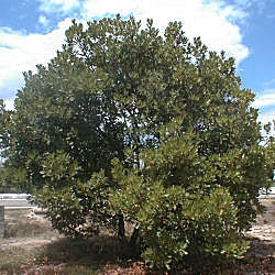 Strawberry tree- Arbutus unedo