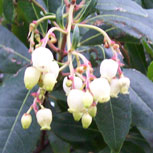 Strawberry tree- Arbutus unedo