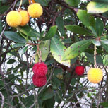 Strawberry tree- Arbutus unedo