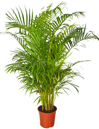 Areca - Pot D. 22 cm - Chrysalidocarpus lutescens - Indoor plant