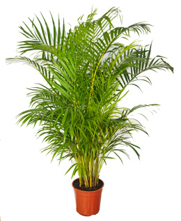 Areca - Chrysalidocarpus lutescens - houseplant
