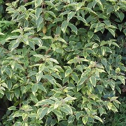 Maquei 'Variegata' Maquei 'Variegata'