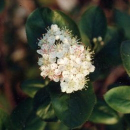 Red chokeberry 'Brilliant' - Aronia arbutifolia Brilliant