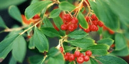 Red chokeberry 'Brilliant' - Aronia arbutifolia Brilliant