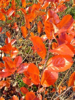 Black Chokeberry 'Viking'