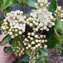 Black Chokeberry 'Viking'