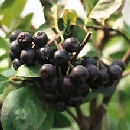 Black Chokeberry 'Viking'