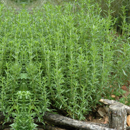 Tarragon or dragon's wort - Artemisia dracunculus