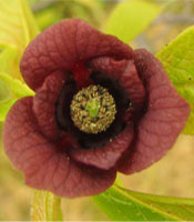 Pawpaw - flowers
