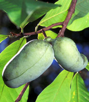 Pawpaw - fruits
