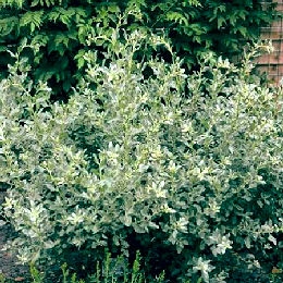 Sea Orache - Atriplex halimus
