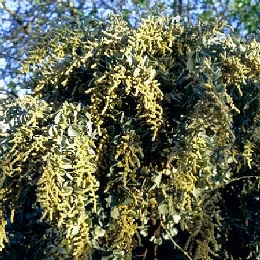 Sea Orache - Atriplex halimus