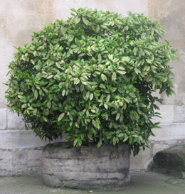 Spotted laurel 'Crotonifolia' - Aucuba japonica 'Crotonifolia'