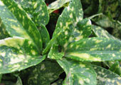 Spotted laurel 'Crotonifolia' - Aucuba japonica 'Crotonifolia' - Foliage