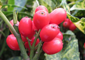 Spotted laurel 'Crotonifolia' - Aucuba japonica 'Crotonifolia' - Fruit