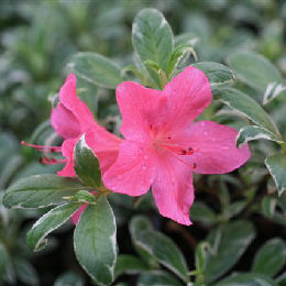 Azalea 'Salmon's Leap' - Azalea japonica 'Salmon's Leap'