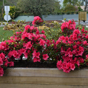 Azalea 'Arabesk' - Azalea japonica 'Arabesk'