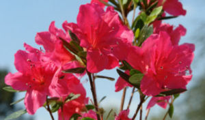 Azalea 'Arabesk'&nbsp;- Azalea japonica 'Arabesk'