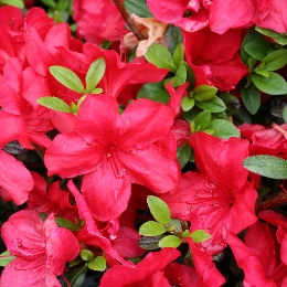 Azalea 'Mother's Day'- Azalea japonica 'F�tes des M�res'