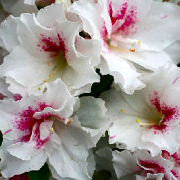 Azalea 'White Prince' - Azalea japonica 'White Prince'