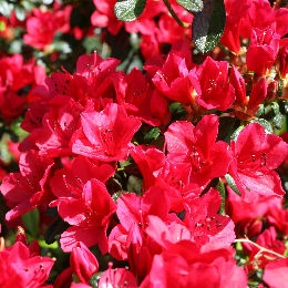 Azalea 'Ward's Ruby' - Azalea japonica 'Ward's Ruby'
