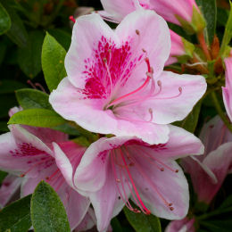 Azalea 'Ho Oden' - Azalea japonica 'Ho Oden'