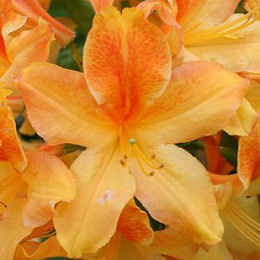 Azalea Mollis 'Golden Flare'