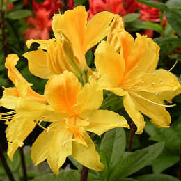 Azalea Mollis 'Gold Topaz'