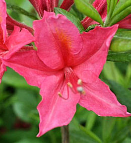 Azalea Mollis 'Jolie Madame'